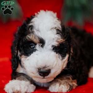 Bimbo, Mini Bernedoodle Puppy